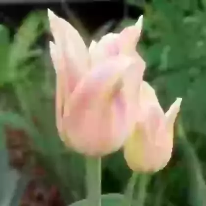 Elegant Lady